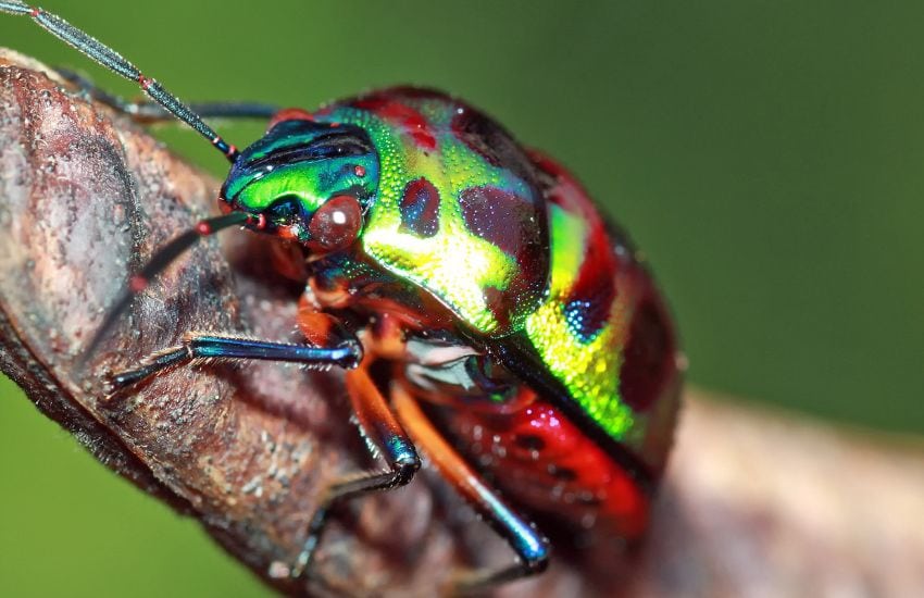 scarab beetle