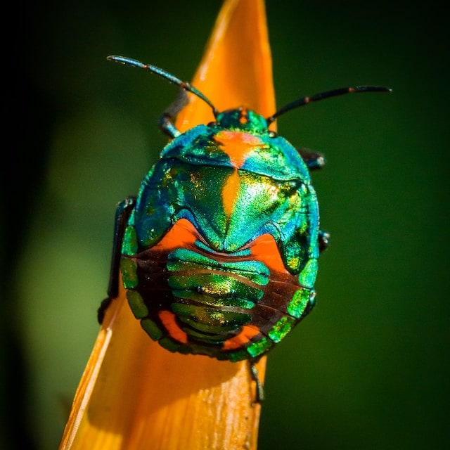 scarab beetle