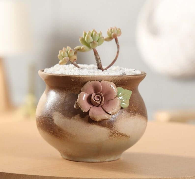 Succulent plant