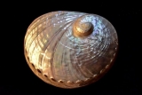 Your Complete Guide to Abalone Jewelry